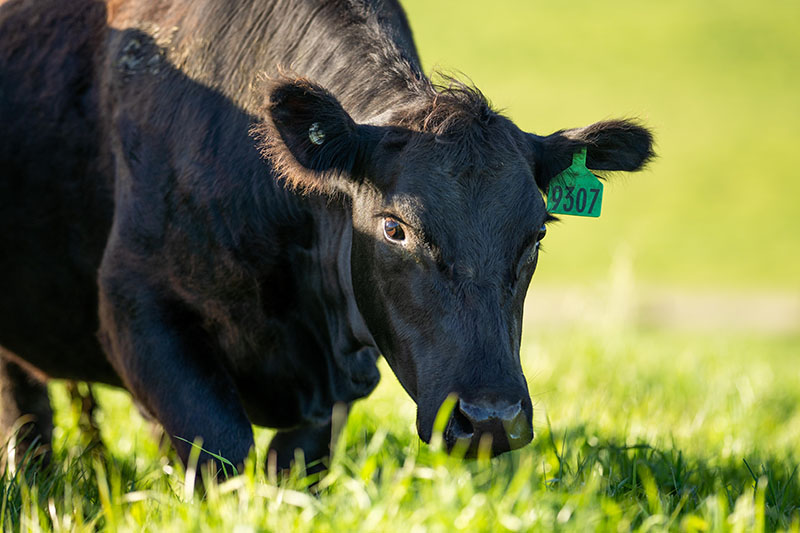 100% A5 Wagyu Cattle raised at Sandy Fork Farms in Central Texas
